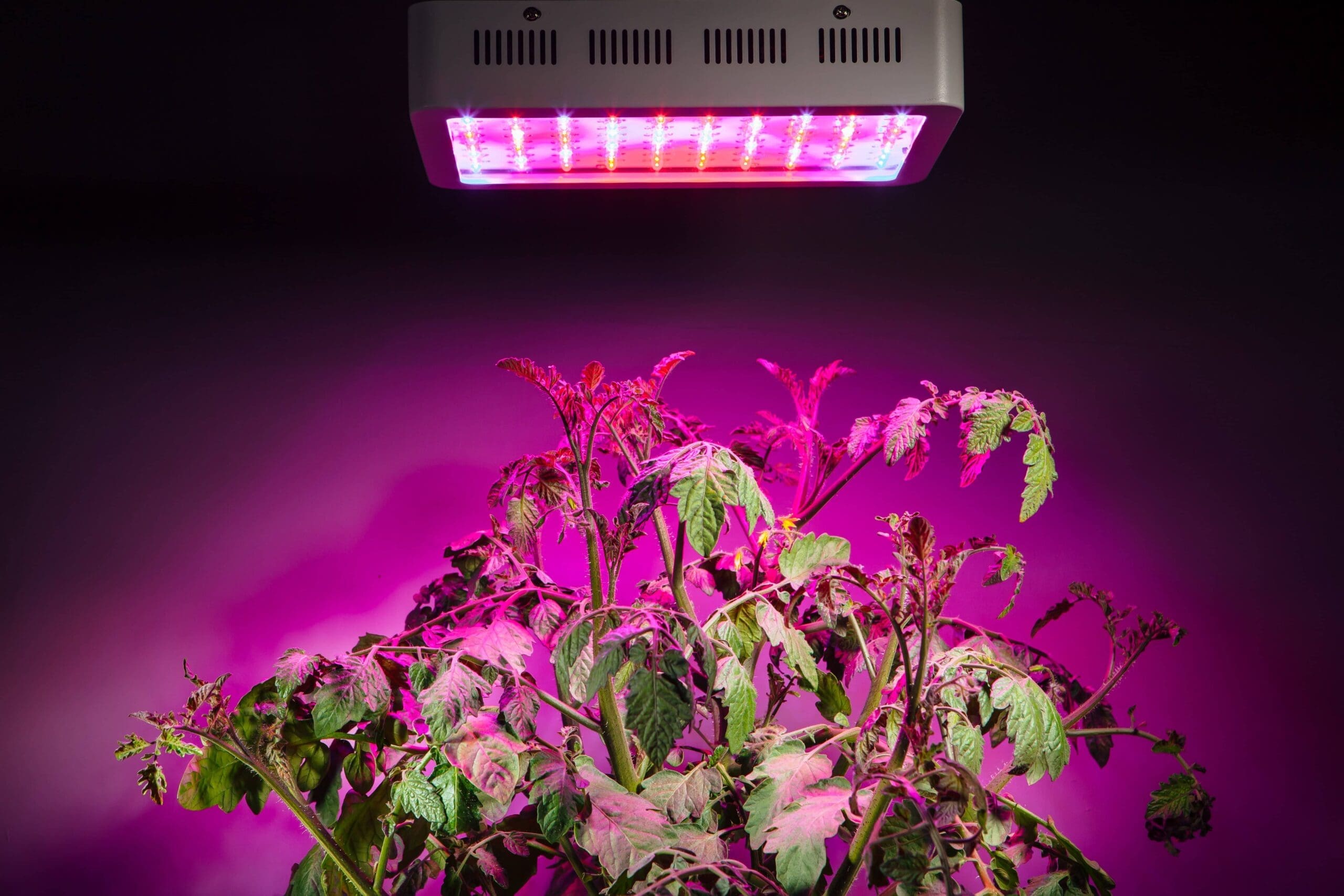 LED Grow Light on Plants