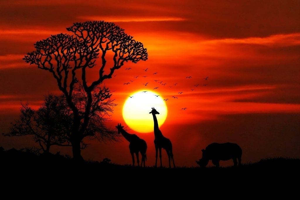 Amazing Safaris