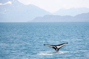 Alaska Cruise Whale Watching