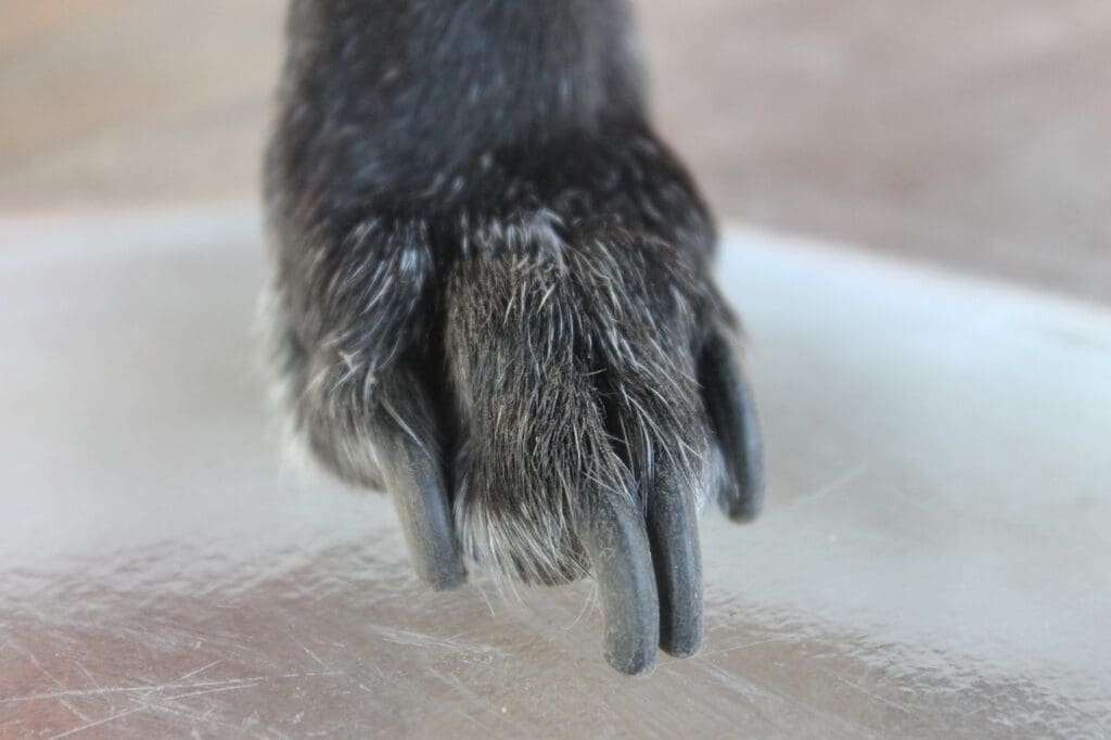Dog nails are dark