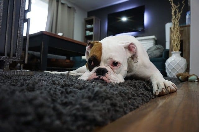 area rug with dog