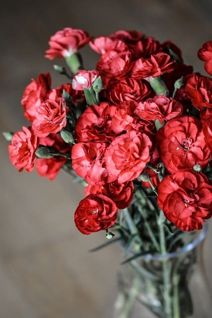 Carnations